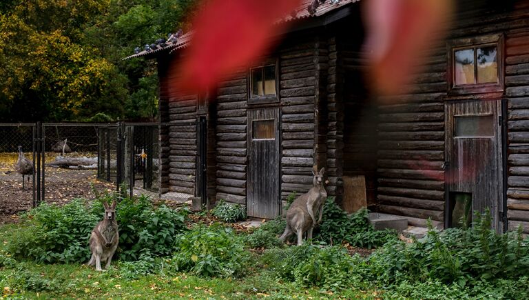 Восточный серый кенгуру (Macropus giganthem) в Калининградском зоопарке