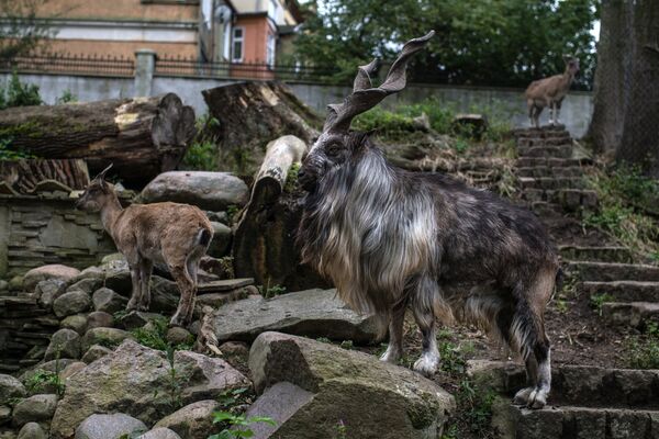 Винторогий козел в Калининградском зоопарке