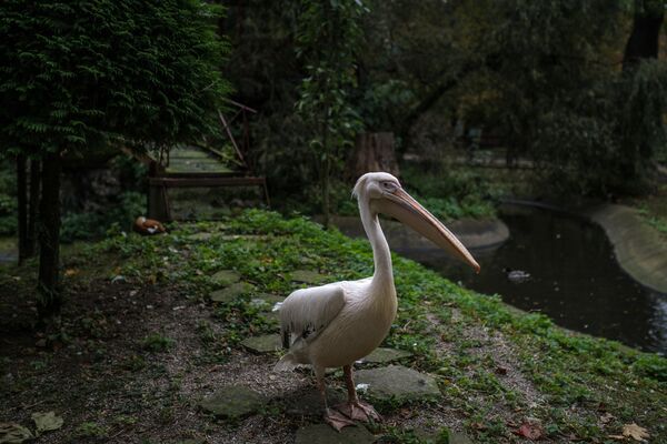 Розовый пеликан в Калининградском зоопарке
