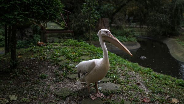 Розовый пеликан в Калининградском зоопарке. Архивное фото