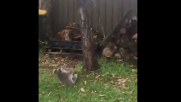 Видео с коалой.