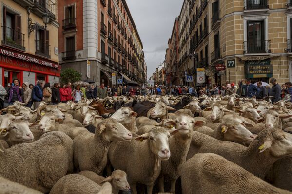 Овцы в центре Мадрида, Испания