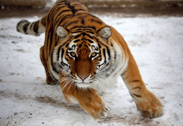 Тигрица по кличке Юнона в зоопарке Роев ручей в Красноярске