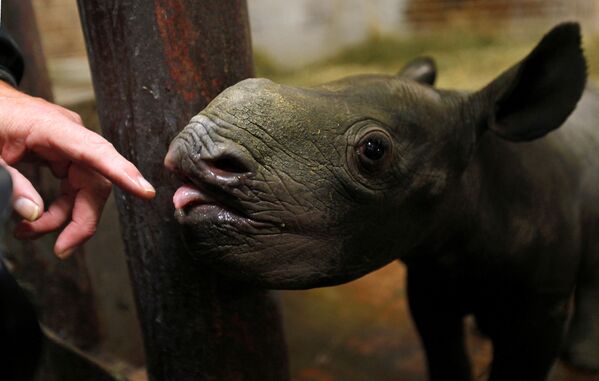 Новорожденный детеныш черного носорога в зоопарке Двур-Кралове в Чехии