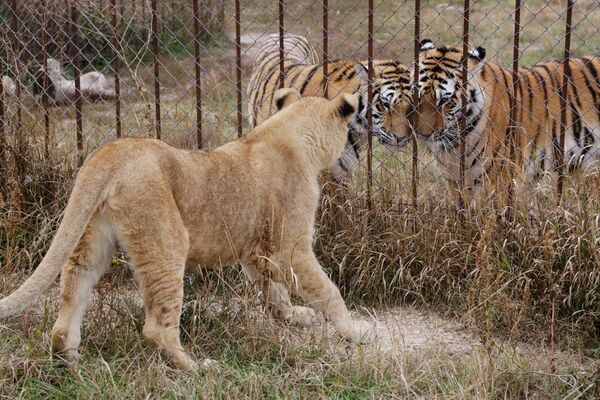 Львица Лола в крымском сафари-парке Тайган