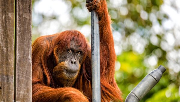 60-летний суматранский орангутан-долгожитель в зоопарке австралийского города Перт