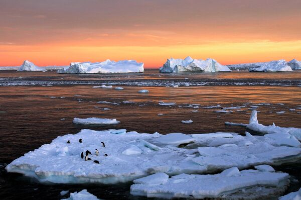 Пингвины Адели на вершине льда в Восточной Антарктиде