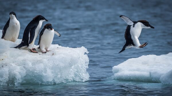 Пингвины Адели прыгают между льдинами