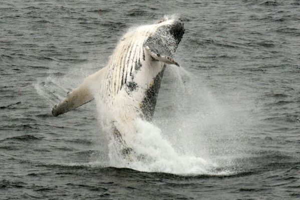 Горбатый кит выпрыгивает из воды в западной части Антарктического полуострова
