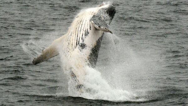 Горбатый кит выпрыгивает из воды в западной части Антарктического полуострова