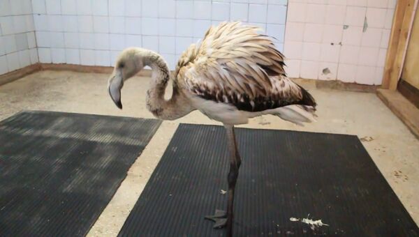 Приключения фламинго Васи в Сибири: как спасенную птицу встретили в зоопарке
