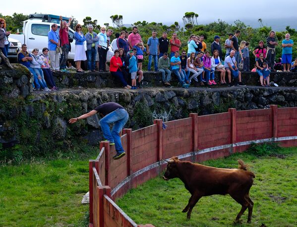 Во время боя быков на острове Пику в Португалии