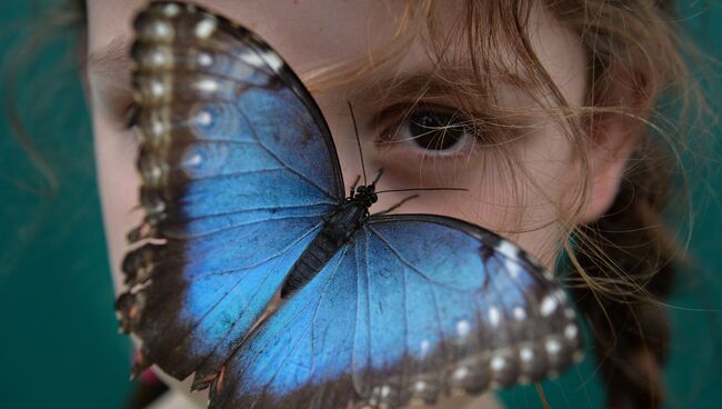 Бабочка в музее естественной истории в Лондоне. Архивное фото