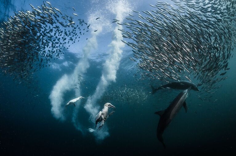 Работа французского фотографа Greg Lecoeur Миграция сардин -  победитель конкурса Siena International Photography Awards