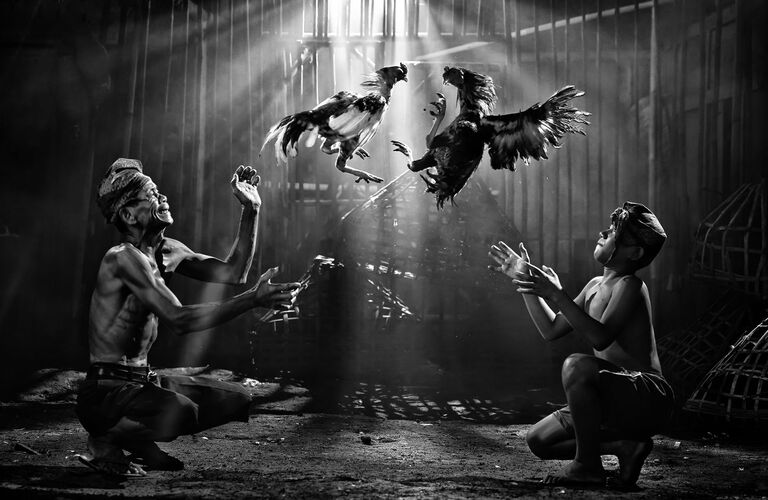 Работа фотографа из Индонезии Pimpin Nagawan Cock Fighting, занявшая второе место в категории  Open Monochrome на фотоконкурсе Siena International Photography Awards