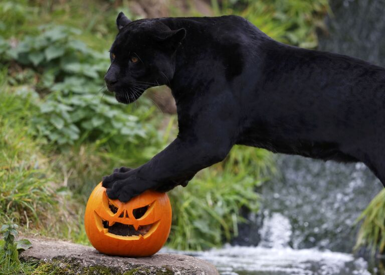 Черный ягуар в зоопарке Chester Zoo, Честер, Великобритания. Хэллоуин в зоопарках мира