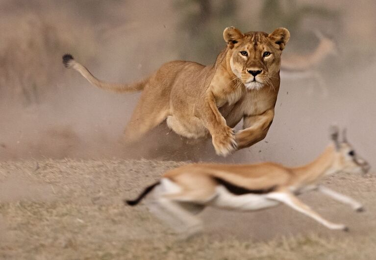 Работа фотографа из Италии Pierluigi Rizzato Lioness hunt, занявшая третье место в категории Дикая природа на фотоконкурсе Siena International Photography Awards