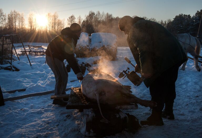 Обжигание туши свиньи газовой горелкой во дворе дома в селе Березовка Томской области