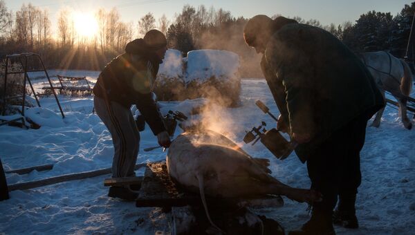 Обжигание туши свиньи газовой горелкой во дворе дома в селе Березовка Томской области