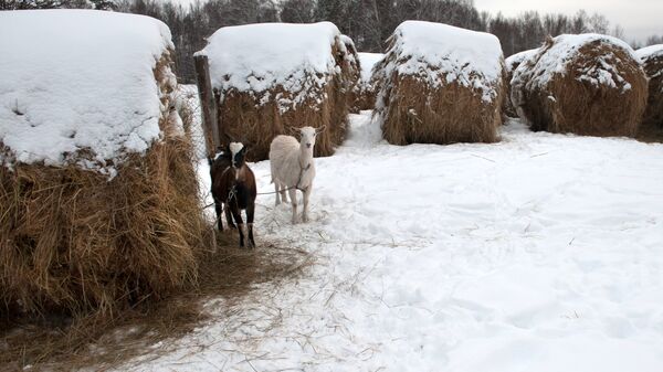 Козы и заснеженные стога сена в селе Березовка Томской области