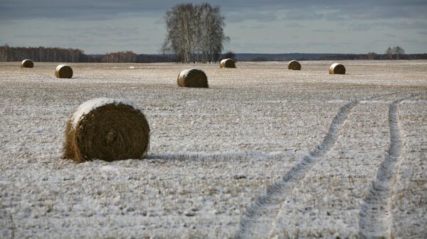 Запорошенные снегом стога на поле. Архивное фото