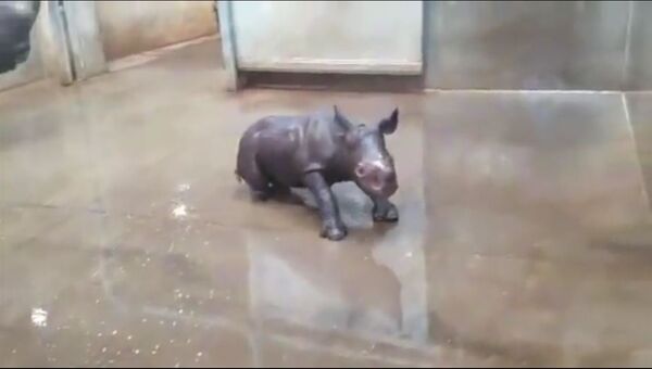 Первое купание маленького носорога