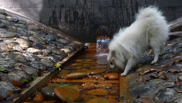 Собака пьет воду из родника. Архивное фото