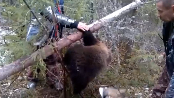 Архангельские охотники вызволили медвежонка из браконьерской ловушки