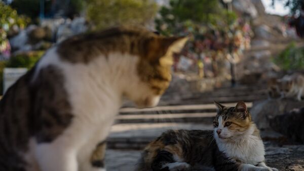 Кошки на улице в городе Протарас на Кипре