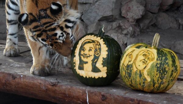 Амурская тигрица Юнона с тыквами с изображениями кандидатов в президенты США Хиллари Клинтон и Дональда Трампа в красноярском зоопарке Роев ручей