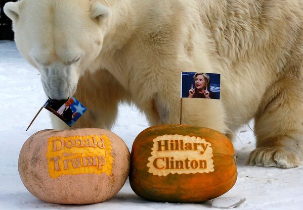 Белый медведь Феликс предсказывает победу Дональда Трампа на предстоящих выборах президента в США