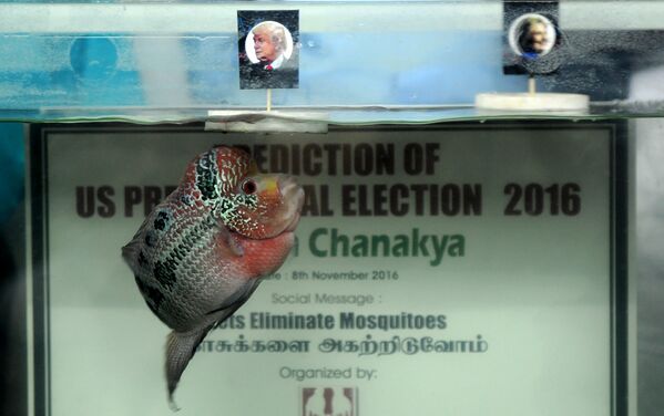 Рыба предсказывает победу Дональда Трампа на предстоящих выборах президента США. Индия, ноябрь 2016 года