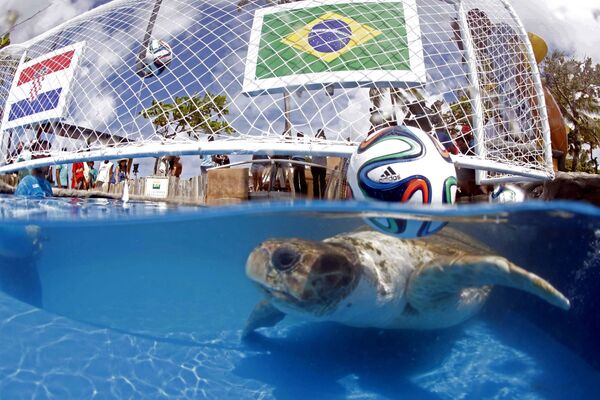 Черепаха-предсказатель по кличке Большая Голова плавает в бассейне в Бразилии. 2014 год