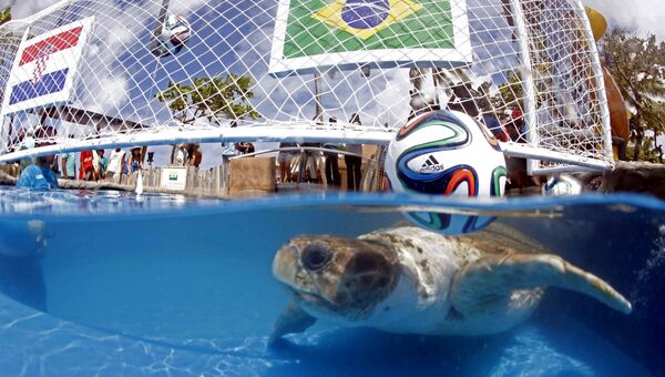 Черепаха-предсказатель по кличке Большая Голова плавает в бассейне в Бразилии. 2014 год