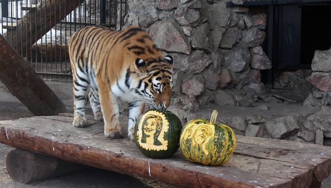 Амурская тигрица Юнона во время выборов президента США в красноярском зоопарке Роев ручей