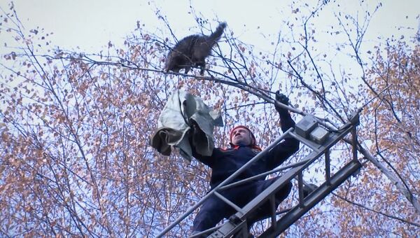 Испугавшись спасателей,  енот cпрыгнул с 10-метровой березы в Пятигорске