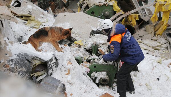 Сотрудник МЧС с собакой на месте обрушения кровли на заводе имени Клинина в Екатеринбурге