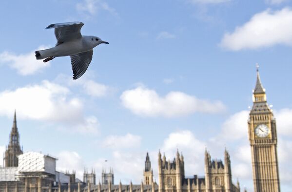 Чайка летит над Темзой в Лондоне
