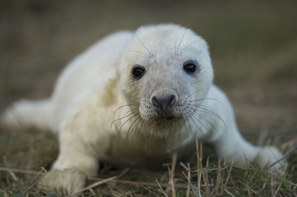 Новорожденный детеныш тюленя в Национальном заповеднике серых тюленей Донна Нук