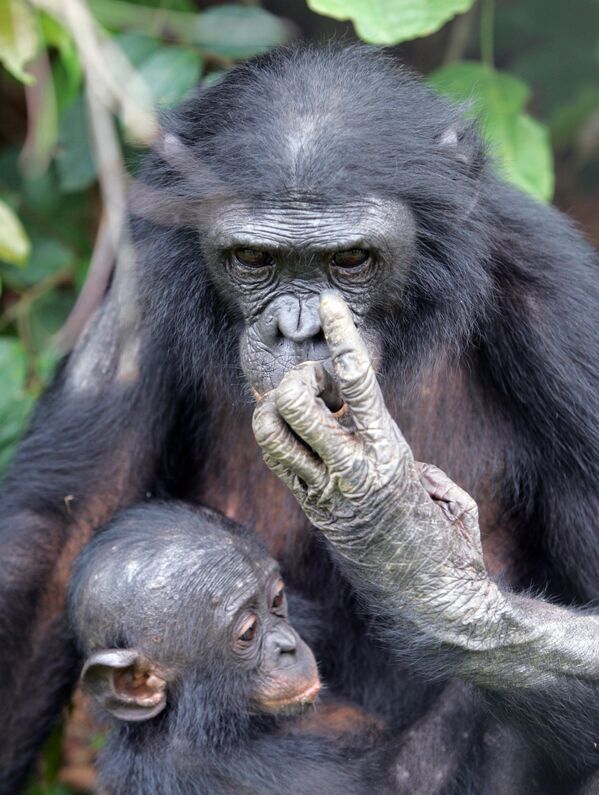Обезьяна бонобо и ее детеныш в парке возле Киншаса