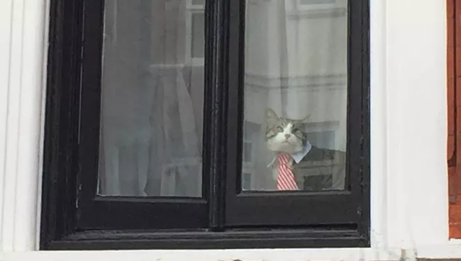 Кот Джулиана Ассанжа