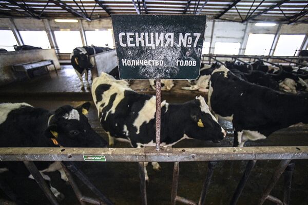 Зона кормления в коровнике на ферме Братья Чебурашкины. Семейная Ферма Зона кормления в коровнике на ферме Братья Чебурашкины. Семейная Ферма