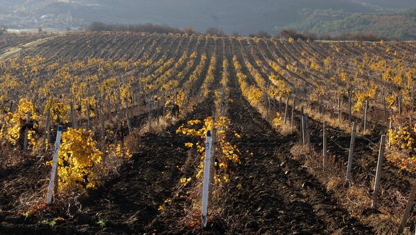 Осень на винограднике в Крыму