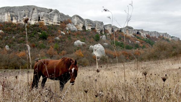 Лошадь на фоне пещерного города Эски-кермен - средневекового города-крепости в юго-западной части полуострова Крым