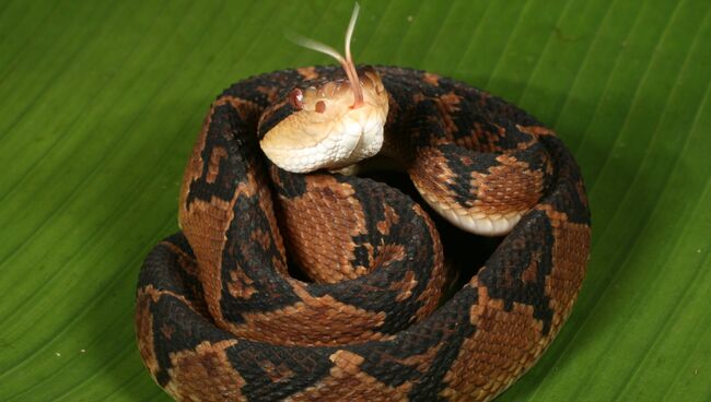 Гадюка-бушмейстер, считавшаяся одним из возможных кандидатов на роль поющей змеи