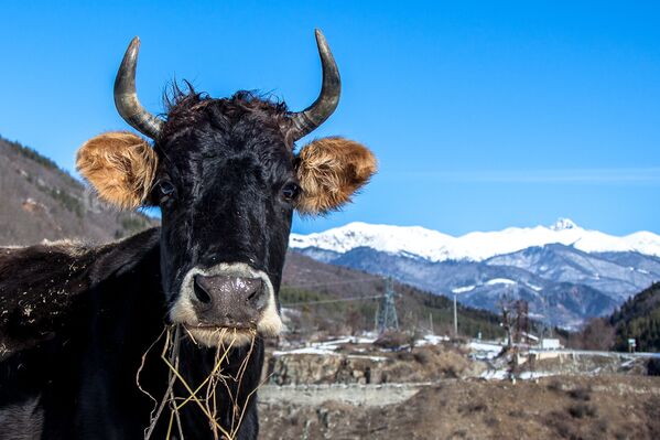 Корова в сельской местности Южной Осетии
