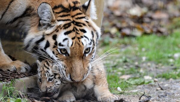 Амурская тигрица несет своего детеныша. Архивное фото