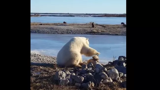 медведь и собака