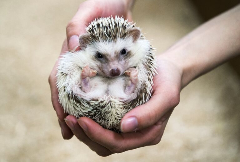 Африканский карликовый ёж в контактном зоопарке