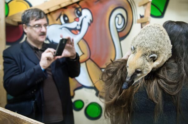 Носуха в контактном зоопарке Страна Енотия в Москве
